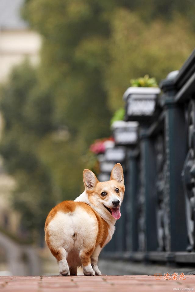 小型柯基犬怎么训听话（有关柯基犬听话训练方法）