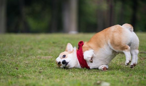 柯基犬有哪些优缺点（有关柯基犬优缺点介绍）