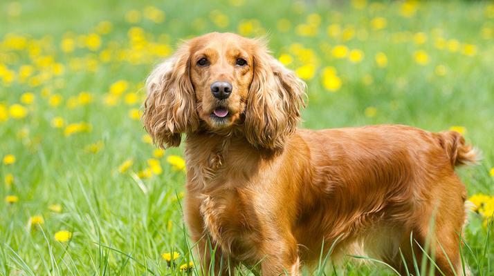 美国可卡犬和英国可卡犬（有关两者的差异介绍）