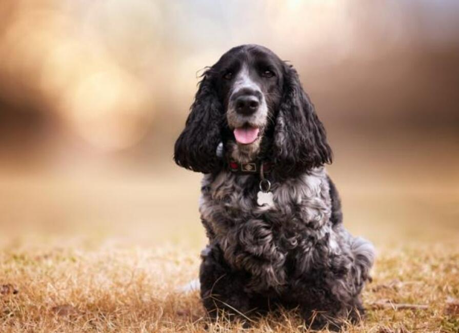 可卡犬鼻子发白怎么回事（了解可卡犬鼻子发白原因及治疗方法）