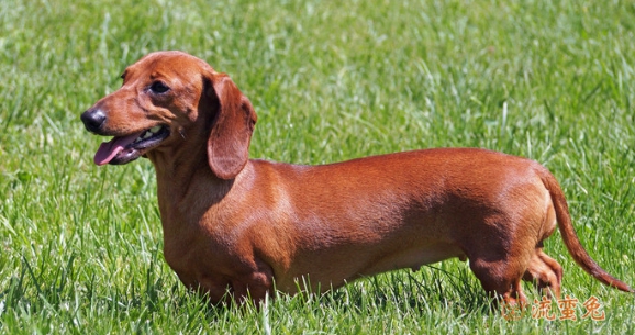 腊肠犬幼崽多少钱一只（有关腊肠犬价格介绍）