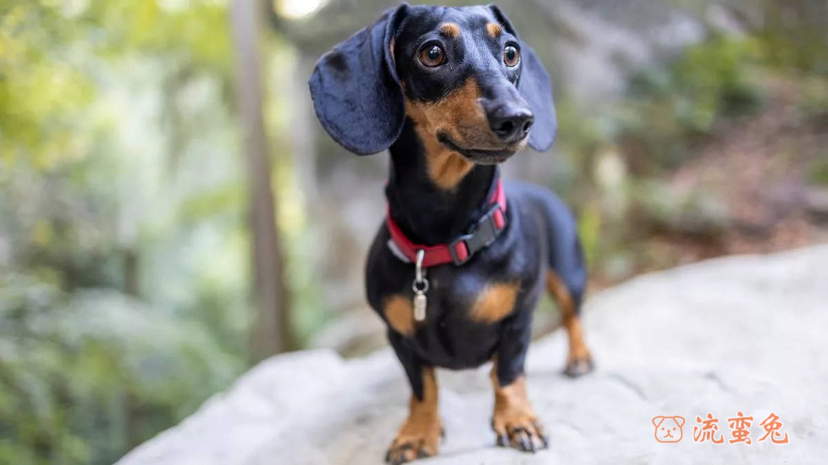 腊肠犬如何训练（腊肠犬正确训练方法介绍）