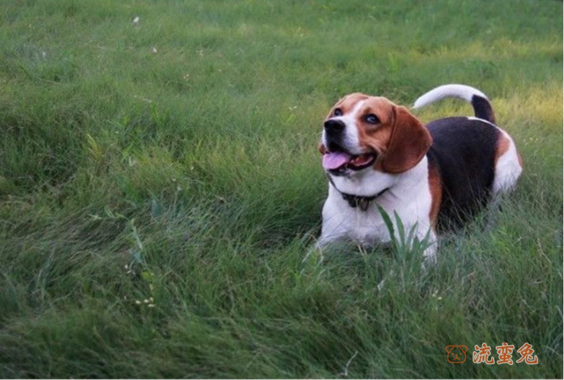 比格犬为什么爱扑人（盘点比格犬的性格特点）